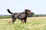 BEAUCERON 444